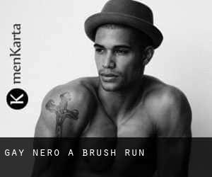 Gay Nero a Brush Run